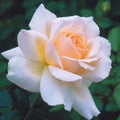 Hybrid Rose Flower Plant | Dwarf and Hybrid Plants