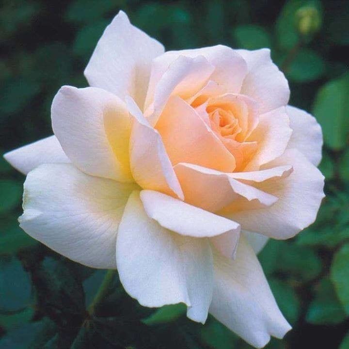 Hybrid Rose Flower Plant | Dwarf and Hybrid Plants