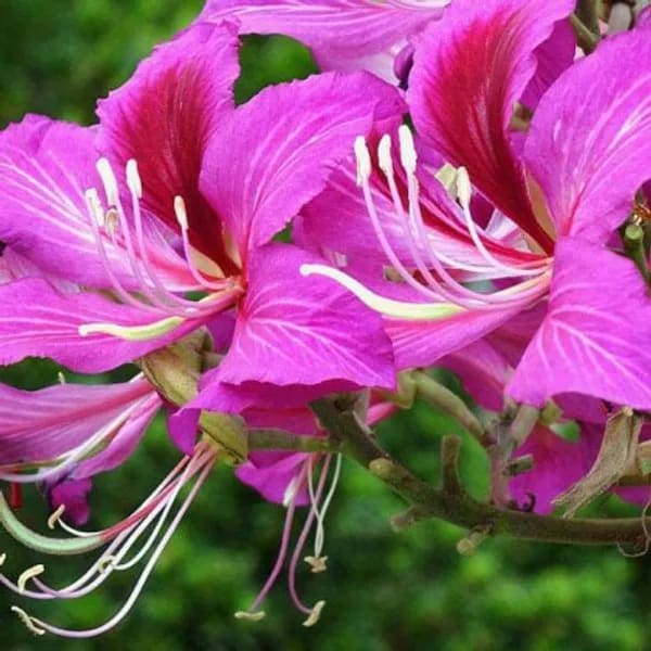 BAUHINIA DWARF PURPLE