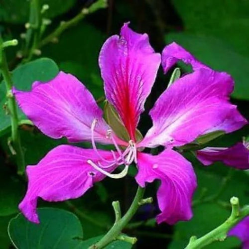 BAUHINIA DWARF PURPLE