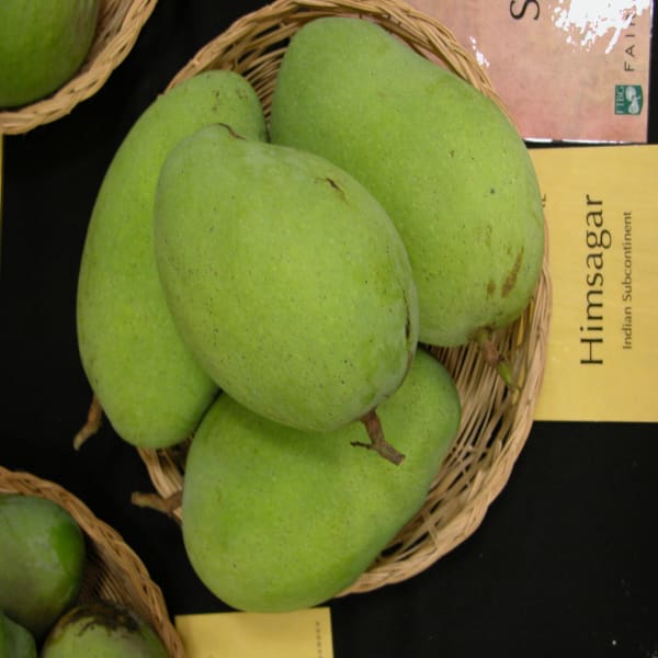 Himsagar Mango Plant | Dwarf and Hybrid Plants