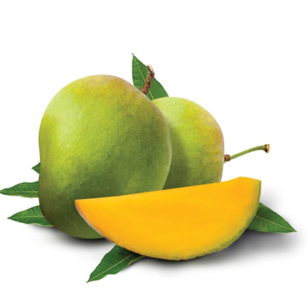 Himsagar Mango Plant | Dwarf and Hybrid Plants
