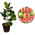Red Dimond Guava Plant| Dwarf and Hybrid Plants