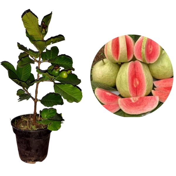 Red Dimond Guava Plant| Dwarf and Hybrid Plants