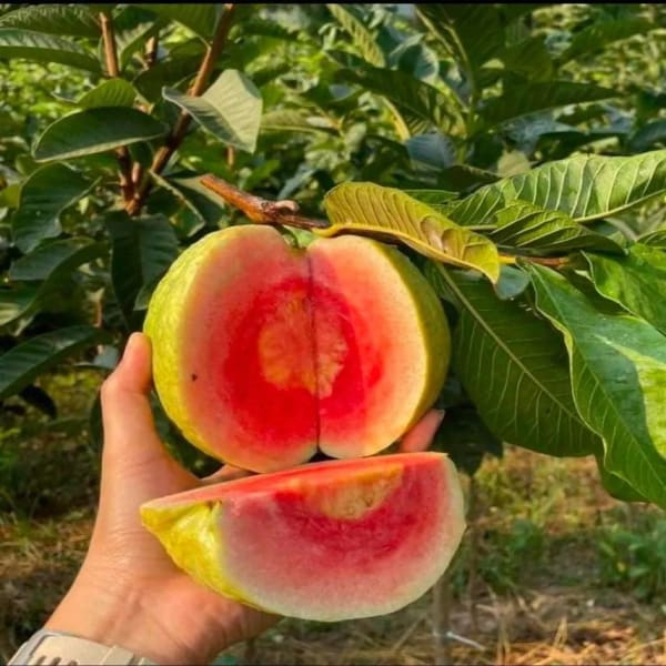Red Dimond Guava Plant| Dwarf and Hybrid Plants
