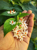 PARIJAT ALL TIME FLOWER