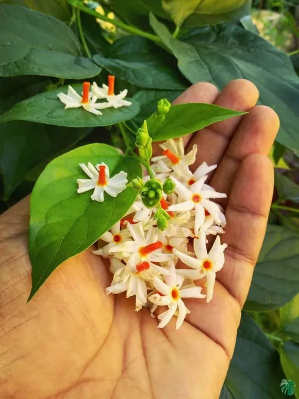 PARIJAT ALL TIME FLOWER