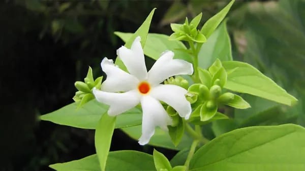 PARIJAT ALL TIME FLOWER