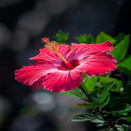 Hybrid Hibiscus Flower Plant | Dwarf and Hybrid Plants