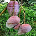 Chiangmai Mango Plant | Dwarf and Hybrid Plants