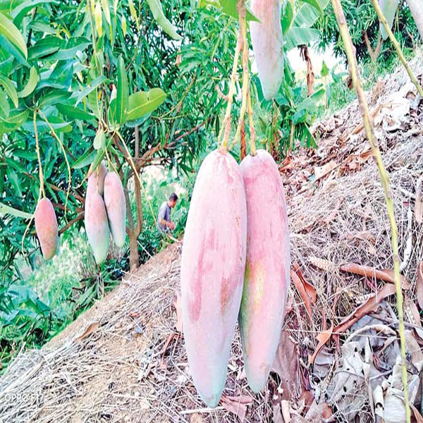 Chiangmai Mango Plant | Dwarf and Hybrid Plants