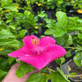 Hybrid Hibiscus Flower Plant | Dwarf and Hybrid Plants