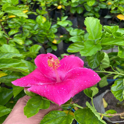 Hybrid Hibiscus Flower Plant | Dwarf and Hybrid Plants