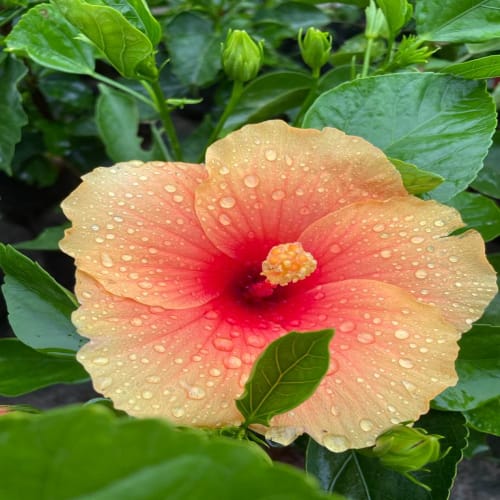 Hybrid Hibiscus Flower Plant | Dwarf and Hybrid Plants