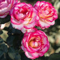 Hybrid Rose Flower Plant | Dwarf and Hybrid Plants