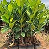 Thai All Time Jackfruit Plant