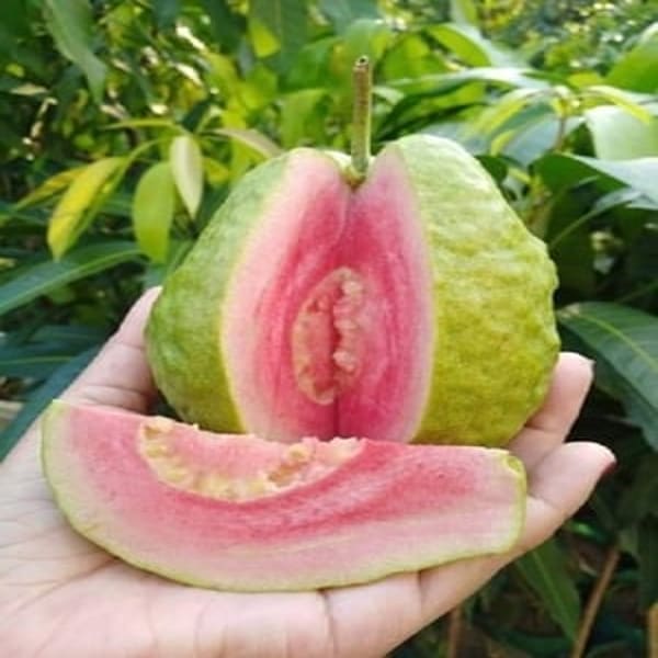 Thai Pink Guava Plant | Dwarf and Hybrid Plants