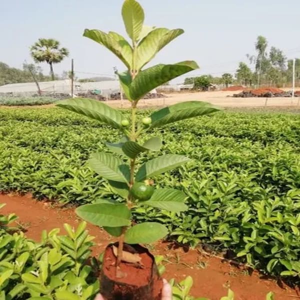 Thai Pink Guava Plant | Dwarf and Hybrid Plants