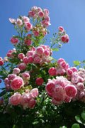 Hybrid Rose Flower Plant | Dwarf and Hybrid Plants