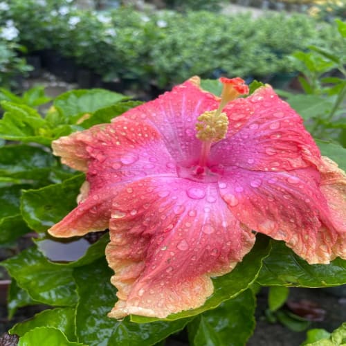 Hybrid Hibiscus Flower Plant | Dwarf and Hybrid Plants
