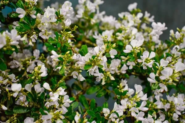WHITE BLUBELL BONSAI PLANT FOR HOME GARDEN