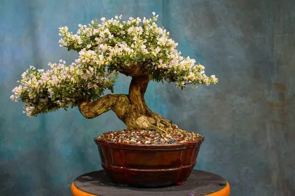 WHITE BLUBELL BONSAI PLANT FOR HOME GARDEN