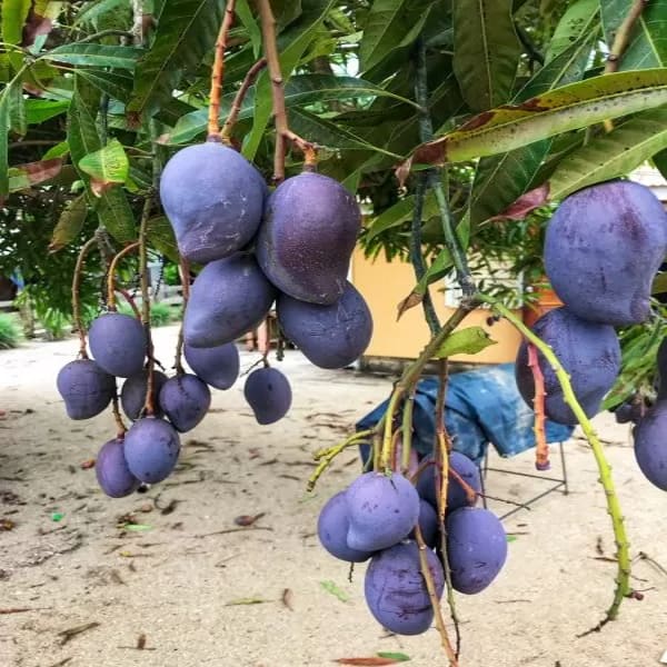 Black Stone Mango Plant | Dwarf and Hybrid Plants
