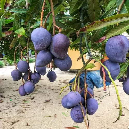Black Stone Mango Plant | Dwarf and Hybrid Plants