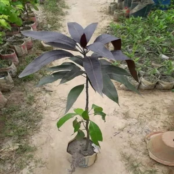 Black Stone Mango Plant | Dwarf and Hybrid Plants