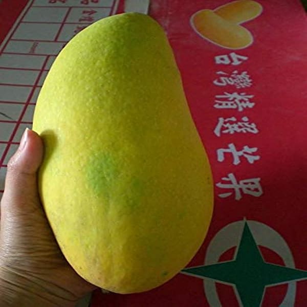 Noorjahan Mango Plant | Dwarf and Hybrid Plants