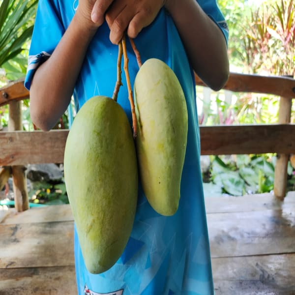 Noorjahan Mango Plant | Dwarf and Hybrid Plants