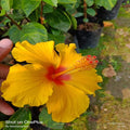 Hybrid Hibiscus Flower Plant | Dwarf and Hybrid Plants