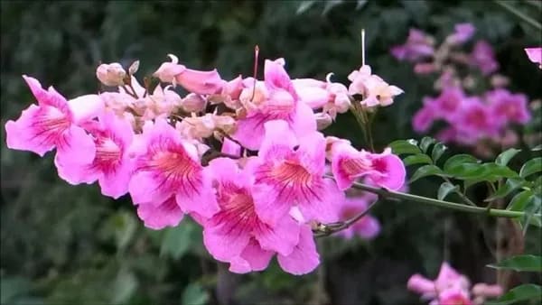 TECOMA PINK