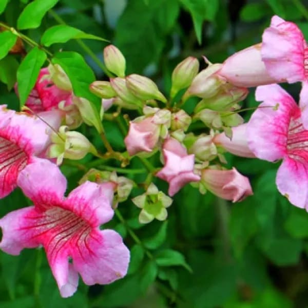 TECOMA PINK