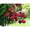 Bombai Litchi Plant