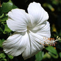 Hybrid Hibiscus Flower Plant | Dwarf and Hybrid Plants