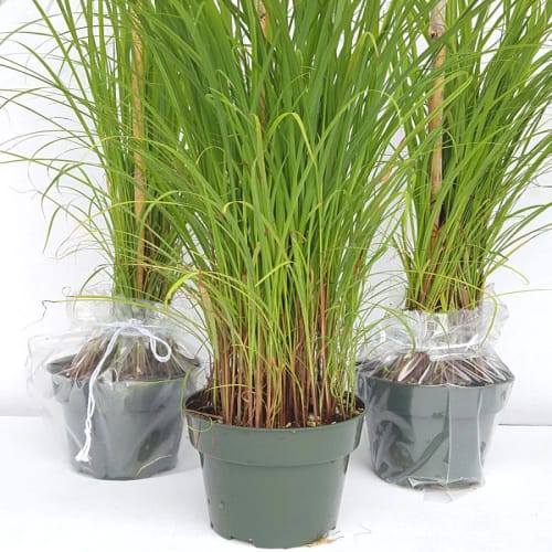 Lemongrass plant