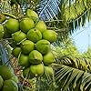 Ganga Bondam Coconut Plant| Dwarf and Hybrid Plants