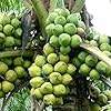 Ganga Bondam Coconut Plant| Dwarf and Hybrid Plants
