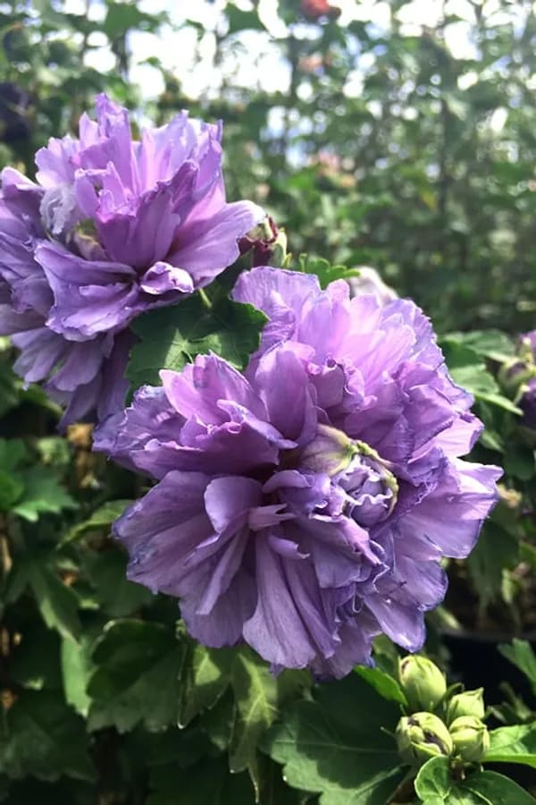 BLUEBERRY HIBISCUS