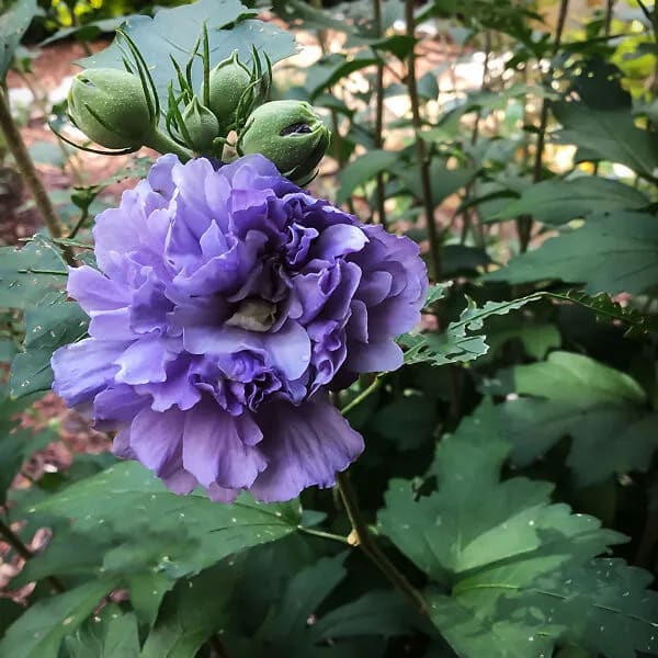 BLUEBERRY HIBISCUS