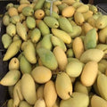 Honeydew Mango Plant | Dwarf and Hybrid Plants