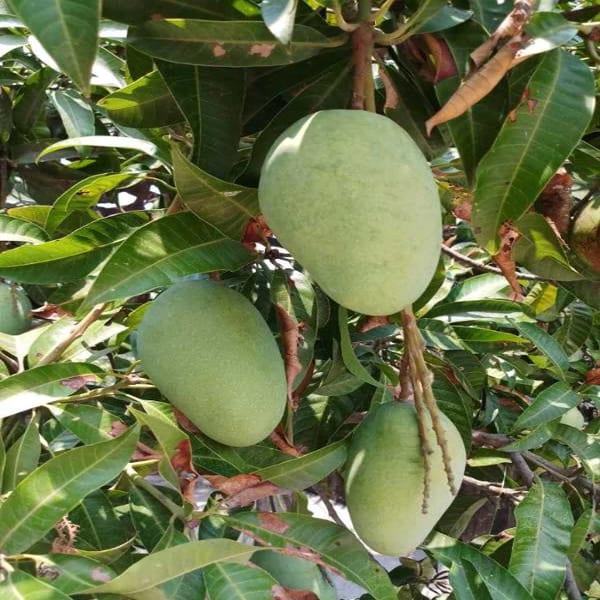 Honeydew Mango Plant | Dwarf and Hybrid Plants
