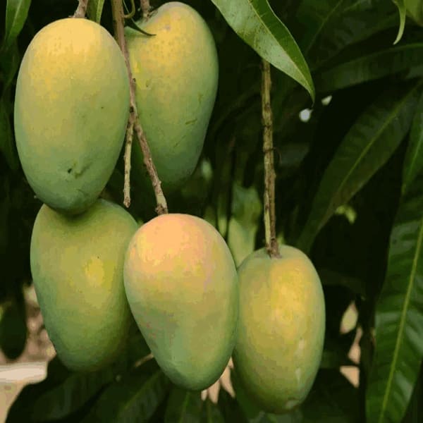 Gourmati Mango Plant | Dwarf and Hybrid Plants