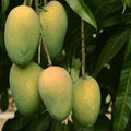 Gourmati Mango Plant | Dwarf and Hybrid Plants