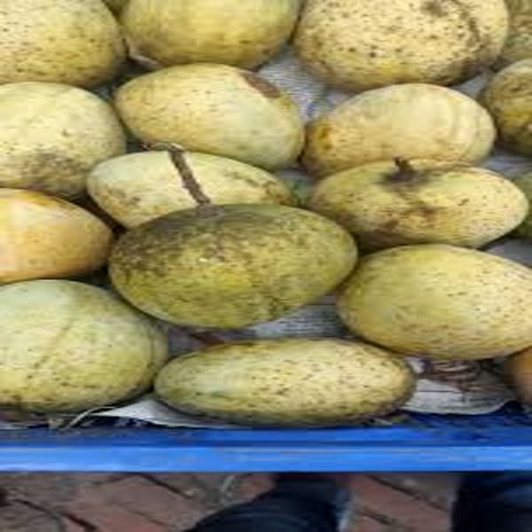 Gourmati Mango Plant | Dwarf and Hybrid Plants