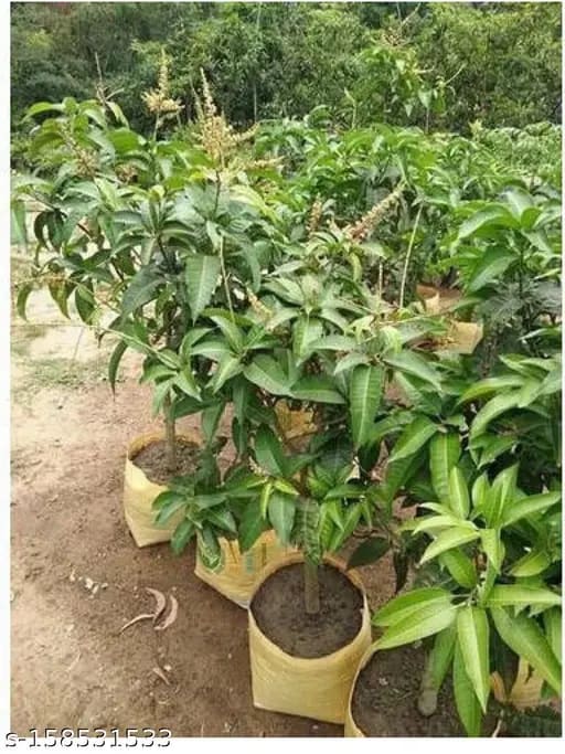 Thai All Time Mango Plant | Dwarf and Hybrid Plants