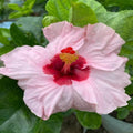 Hybrid Hibiscus Flower Plant | Dwarf and Hybrid Plants