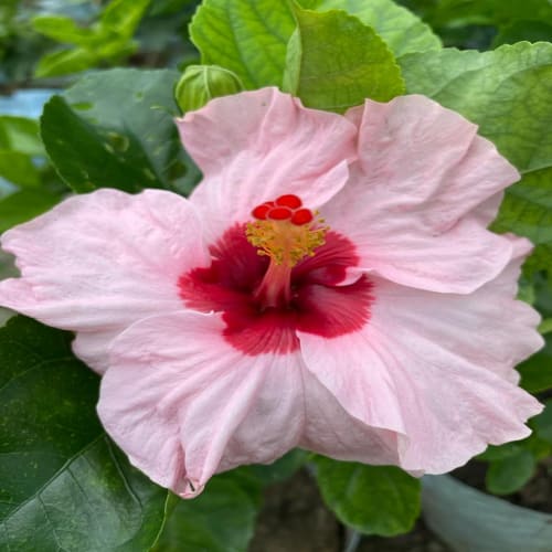 Hybrid Hibiscus Flower Plant | Dwarf and Hybrid Plants