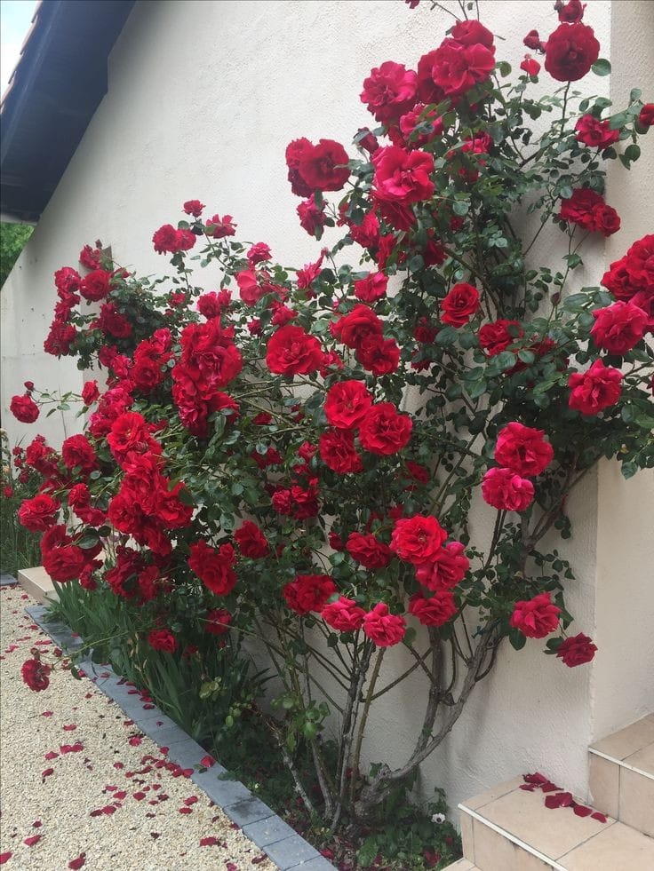 Hybrid Rose Flower Plant | Dwarf and Hybrid Plants